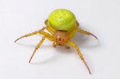 gewone komkommerspin (araniella cucurbitina) 6-2013 1011